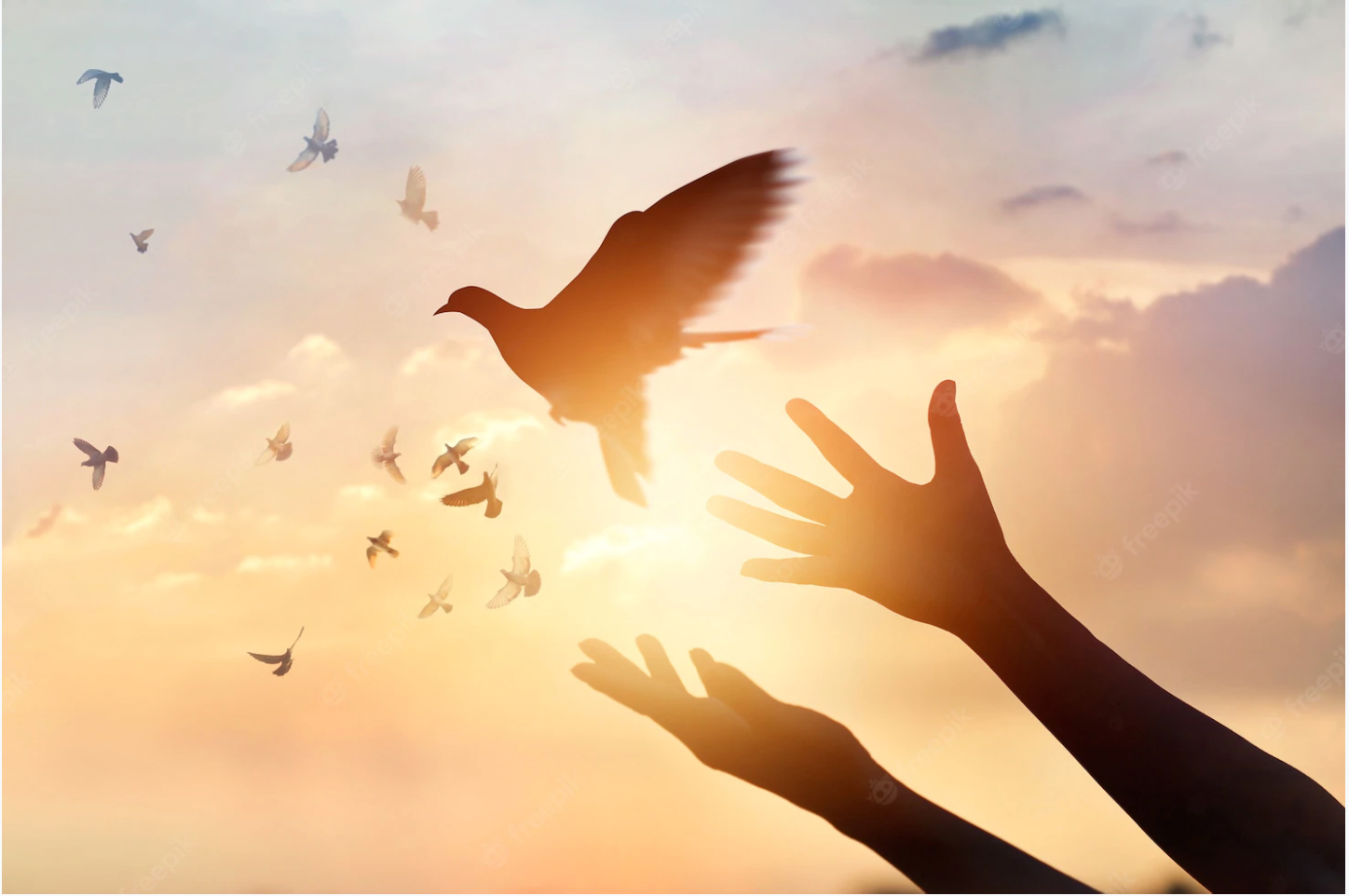 Naslovna - InMemoriam 